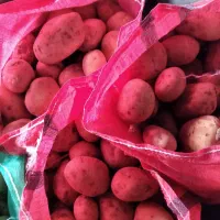 بذر جدید سایتا بذری وخواراکی عالی|خوردنی و آشامیدنی|داران, |دیوار