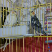 عروس هلندی