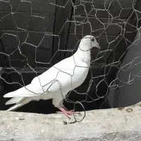 دوعددجوجه‌کوهی‌درگ