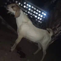 سه تا نریگ خوب|حیوانات مزرعه|میناب, |دیوار