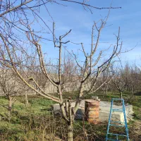 هرس وشخم پای درختان توسط دانشجوباغبانی|خدمات باغبانی و درختکاری|مشگین شهر, |دیوار