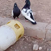 کبوتر سینیی