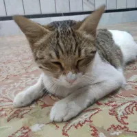 واگذاری گربه|گربه|زاهدان, |دیوار