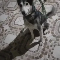 ۲عدد سگ ماده.|سگ|چیتاب, |دیوار