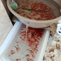 ماهی قرمز  طعمه