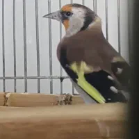 سهره دورگ عطیغه|پرنده|شیراز, لب آب|دیوار