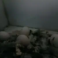 فروش پرنده عروس|پرنده|نقده, |دیوار