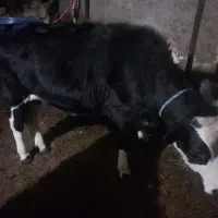 گوساله سیمنتال ماده چاق چاق|حیوانات مزرعه|ورزقان, |دیوار