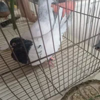 کله ای|پرنده|بم, |دیوار