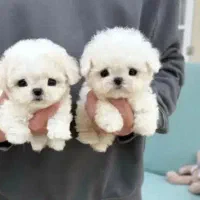 بامزه های دوستداشتنی