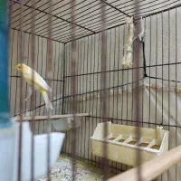 قناری|پرنده|بهارستان, |دیوار