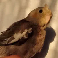 عروس هلندی نر سالم و زیبا و بدونه عیب