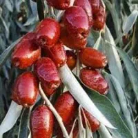 نهال سنجد ۳ ساله