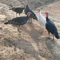 14 عدد بوقلمون ماده سالم و چاق|حیوانات مزرعه|آبدانان, |دیوار