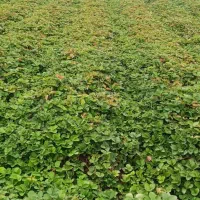 نهال پر|گل و گیاه طبیعی|دلند, |دیوار