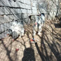 مرغ برهما|حیوانات مزرعه|خمینی‌شهر, |دیوار