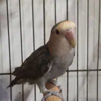 کوتوله برزیلی|پرنده|چابهار, |دیوار