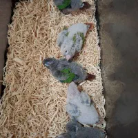 گیریچک سرلاکی یلوساید آناناسی و نرمال|پرنده|ضیابر, |دیوار