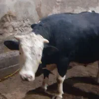 ۲عددگاونرگوشتی