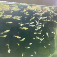 گوپی دونه ده تومن|ماهی|هشتگرد, فاز ۳ مهستان|دیوار