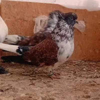 کبوتر کاکلی گرگی وشکلاتی سروکله دار