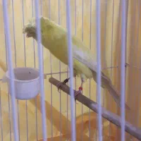 قناری رسمی بلند کاکلی نر|پرنده|ری, علایین|دیوار