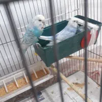 انگلیسی|پرنده|مشکین‌دشت, |دیوار