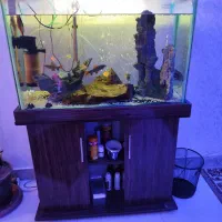 آکواریوم و ماهی