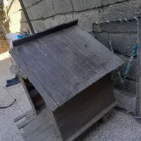 سگ پاکوتاه|سگ|آزادشهر, |دیوار