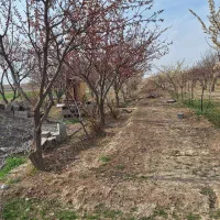 باغ با درختانی ۸ساله پرکنداباد