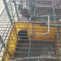 سحره نر|پرنده|شهریار, شهرک وائین|دیوار