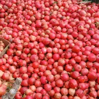 انار اب گیری