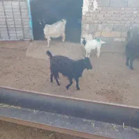 بز بزغاله بره میش