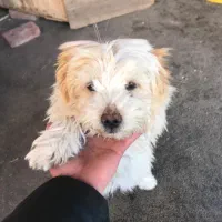 سگ شیتزو پا کوتاه نر ماده