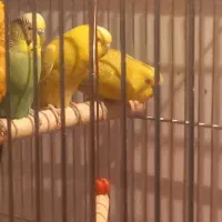 مرغ‌عشق۲نر ۱ماده