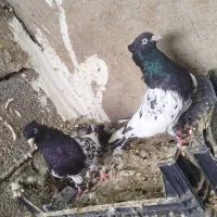 کله سیاه|پرنده|شوشتر, |دیوار