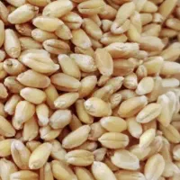 گندم برات درجه یک