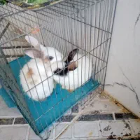 بچه خرگوش زیبا