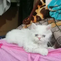 گربه پرشین چشم آبی