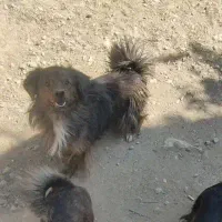 واگذاری