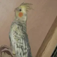 عروس هلندی|پرنده|اصفهان, احمدآباد|دیوار