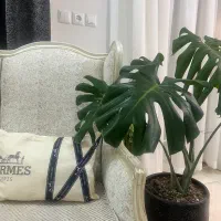 گل مونسترا برگ انجیری بزرگ