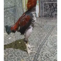 لاری معاوضه