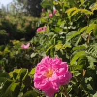 فروش یک ساعت سهم آب کشاورزی روستای ازوار کاشان|فروش دفتر صنعتی، کشاورزی، تجاری|کاشان, درب جوشقان|دیوار