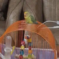 طوطی برزیلی. دستی