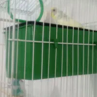 مرغ عشق|پرنده|چناران, |دیوار