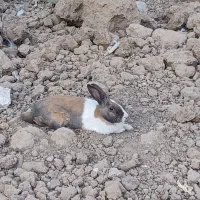 خرگوش نروماده|موش و خرگوش|سرپل ذهاب, |دیوار