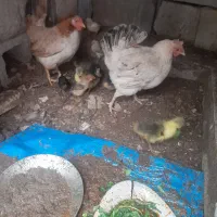 ۵عددغاز بامرغ