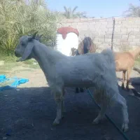 چپش|حیوانات مزرعه|بم, |دیوار