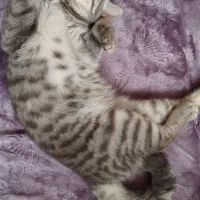 گربه گمشده